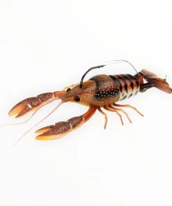 River 2 Sea Clackin Crayfish
