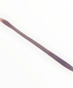 Worms Zoom Trick Worm 31 Worms Zoom Trick Worm