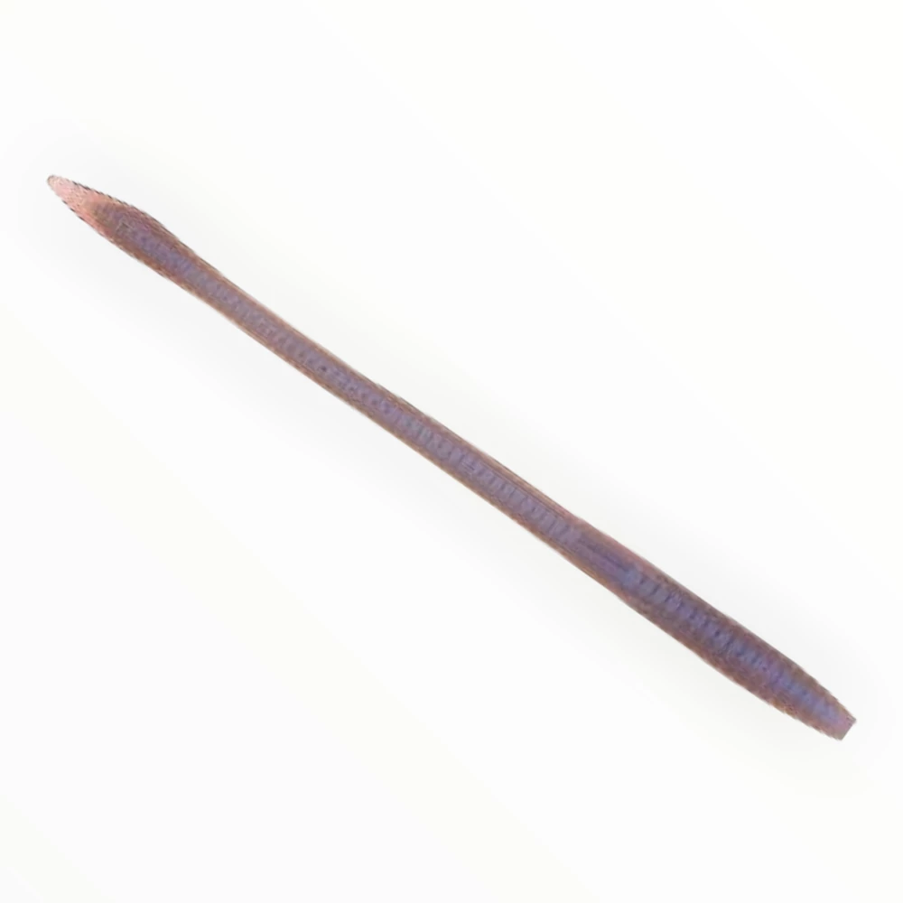 Worms Zoom Trick Worm 11 Worms Zoom Trick Worm